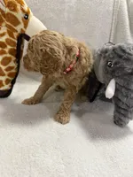 SOPHIA F1BB, a female Miniature Goldendoodle for sale in Due West, SC – Photo 3 of 5