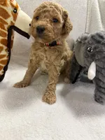 SOPHIA F1BB, a female Miniature Goldendoodle for sale in Due West, SC – Photo 5 of 5