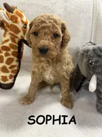 SOPHIA F1BB, a female Miniature Goldendoodle for sale in Due West, SC – Photo 1 of 5