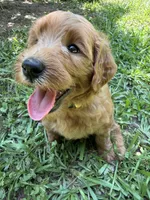 BELLA F1B, a female Miniature Goldendoodle for sale in Due West, SC – 3 of 5