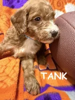 Tank, a male Miniature Goldendoodle for sale in Due West, SC – 1 of 4
