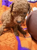 Bear, a male Miniature Goldendoodle for sale in Due West, SC – 2 of 3