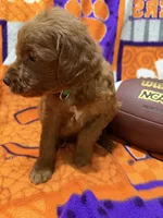 Cooper, a male Miniature Goldendoodle for sale in Due West, SC – 5 of 5