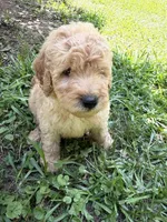 BEAU F1B, a male Miniature Goldendoodle for sale in Due West, SC – 3 of 5