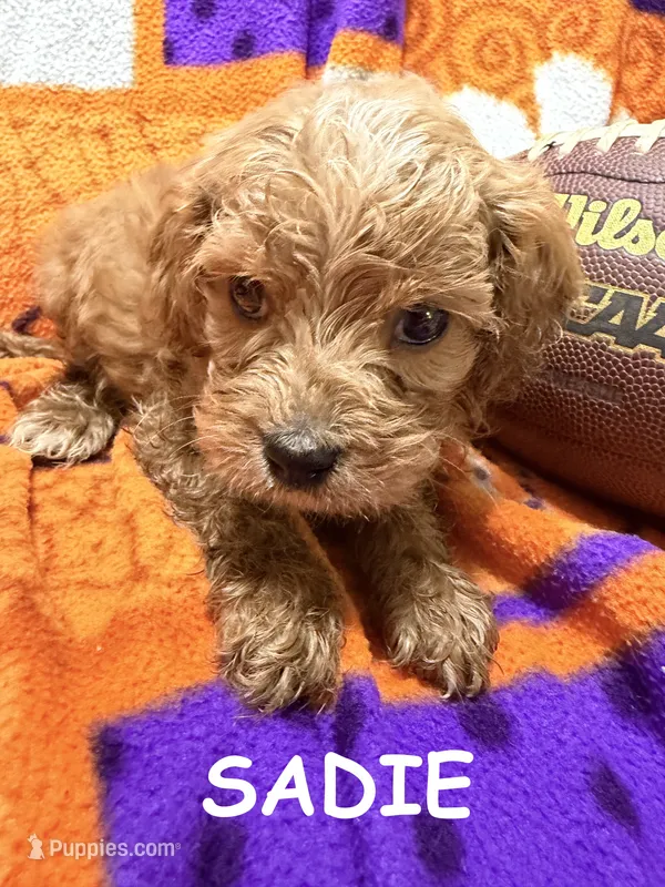 Sadie – Cavapoo puppy for sale in Due West, SC