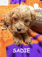 Sadie, a female Cavapoo for sale in Due West, SC – 1 of 3