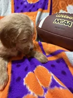 Stella, a female Miniature Goldendoodle for sale in Due West, SC – 2 of 5