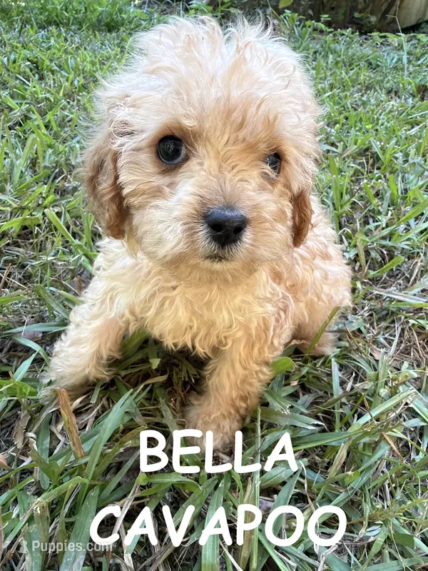 Bella – Cavapoo puppy for sale in Due West, SC