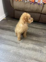 Duke F1b, a male Miniature Goldendoodle for sale in Due West, SC – Photo 8 of 9