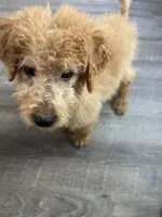 Duke F1b, a male Miniature Goldendoodle for sale in Due West, SC – Photo 6 of 9