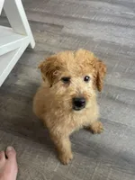 Duke F1b, a male Miniature Goldendoodle for sale in Due West, SC – Photo 2 of 9