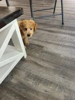 Duke F1b, a male Miniature Goldendoodle for sale in Due West, SC – Photo 9 of 9