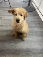 Duke F1b, a male Miniature Goldendoodle for sale in Due West, SC – Photo 5 of 9