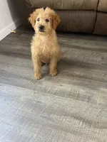 Duke F1b, a male Miniature Goldendoodle for sale in Due West, SC – Photo 7 of 9