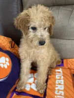 Duke F1b, a male Miniature Goldendoodle for sale in Due West, SC – Photo 4 of 9