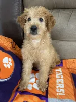 Duke F1b, a male Miniature Goldendoodle for sale in Due West, SC – Photo 3 of 9