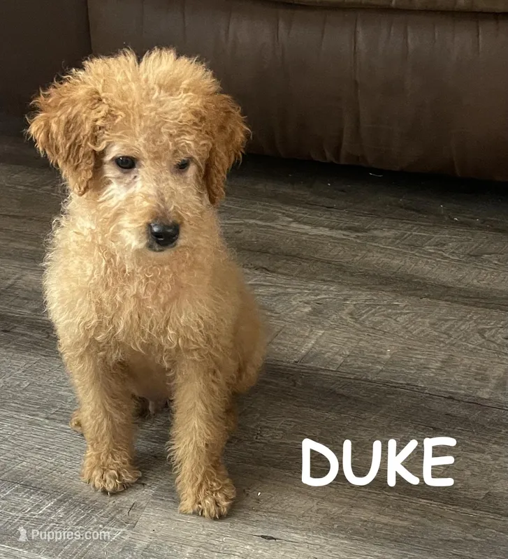Duke F1b – Miniature Goldendoodle puppy for sale in Due West, SC