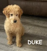 Duke F1b, a male Miniature Goldendoodle for sale in Due West, SC – Photo 1 of 9