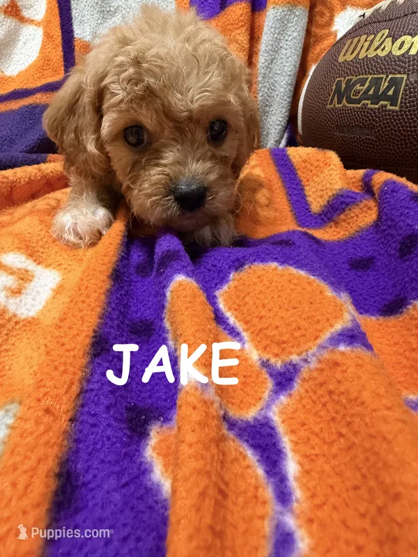 Jake – Cavapoo puppy for sale in Due West, SC