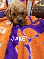Jake, a male Cavapoo for sale in Due West, SC – 1 of 3