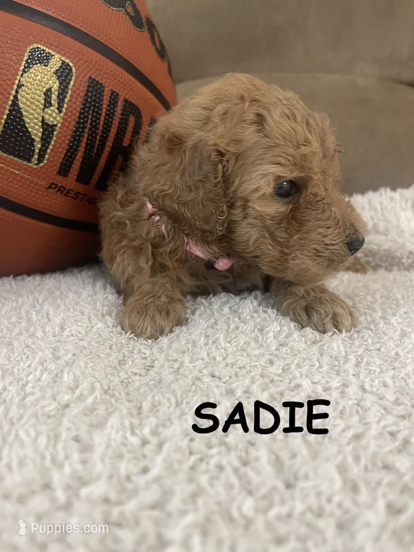 Sadie F1b