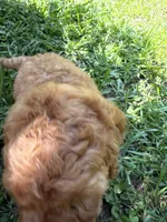 LUCY F1B, a female Miniature Goldendoodle for sale in Due West, SC – 3 of 5
