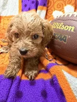 Sadie, a female Cavapoo for sale in Due West, SC – 3 of 3