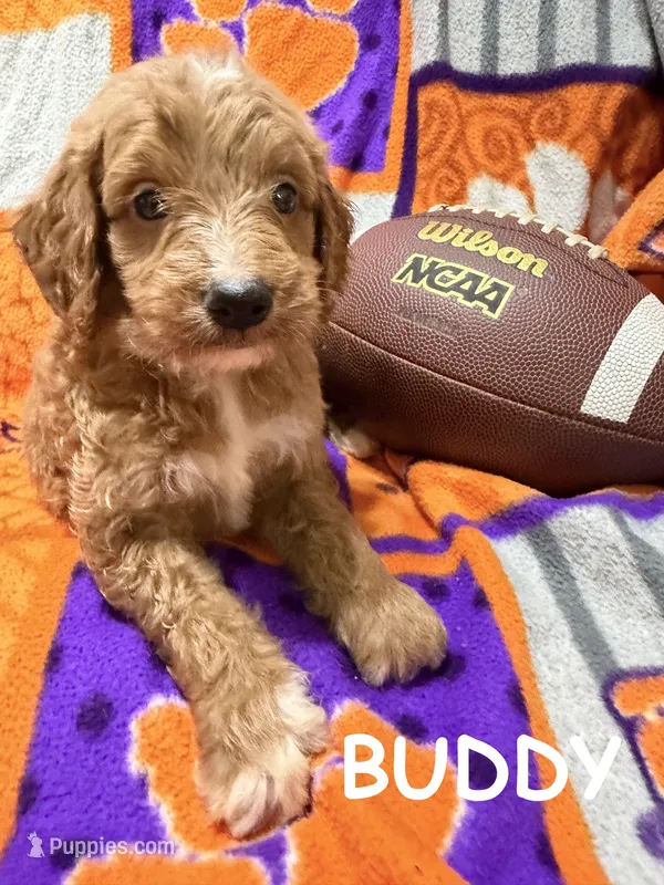 Buddy – Miniature Goldendoodle puppy for sale in Due West, SC
