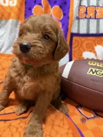Cooper, a male Miniature Goldendoodle for sale in Due West, SC – 4 of 5