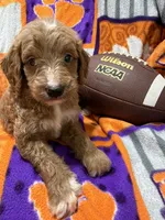 Buddy, a male Miniature Goldendoodle for sale in Due West, SC – 3 of 4