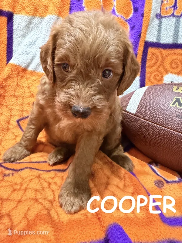 Cooper – Miniature Goldendoodle puppy for sale in Due West, SC