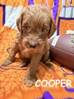 Cooper, a male Miniature Goldendoodle for sale in Due West, SC – 1 of 5