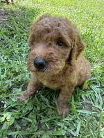 GUS F1B, a male Miniature Goldendoodle for sale in Due West, SC – 5 of 5