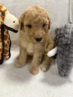 MAX F1BB, a male Miniature Goldendoodle for sale in Due West, SC – Photo 3 of 5