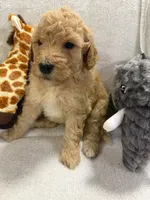 MAX F1BB, a male Miniature Goldendoodle for sale in Due West, SC – Photo 5 of 5