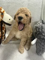 MAX F1BB, a male Miniature Goldendoodle for sale in Due West, SC – Photo 2 of 5