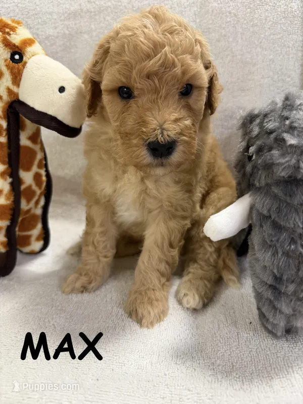 MAX F1BB – Miniature Goldendoodle puppy for sale in Due West, SC
