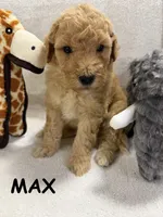 MAX F1BB, a male Miniature Goldendoodle for sale in Due West, SC – Photo 1 of 5