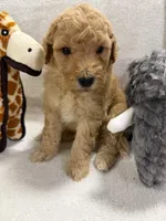 MAX F1BB, a male Miniature Goldendoodle for sale in Due West, SC – Photo 4 of 5