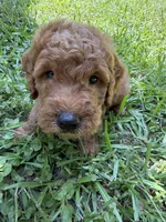 GUS F1B, a male Miniature Goldendoodle for sale in Due West, SC – 2 of 5