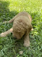 BENJI F1B, a male Miniature Goldendoodle for sale in Due West, SC – 5 of 6