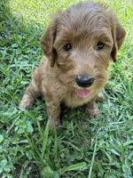 BELLA F1B, a female Miniature Goldendoodle for sale in Due West, SC – 4 of 5