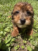 TUCKER F1BB, a male Miniature Goldendoodle for sale in Due West, SC – 4 of 5