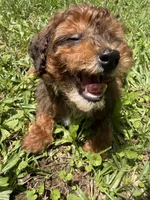 TUCKER F1BB, a male Miniature Goldendoodle for sale in Due West, SC – 2 of 5