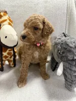 BELLA F1BB, a female Miniature Goldendoodle for sale in Due West, SC – Photo 4 of 6