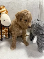 BELLA F1BB, a female Miniature Goldendoodle for sale in Due West, SC – Photo 6 of 6