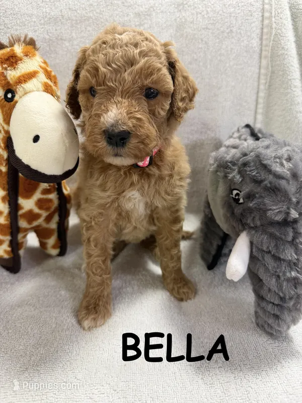 BELLA F1BB – Miniature Goldendoodle puppy for sale in Due West, SC