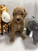 BELLA F1BB, a female Miniature Goldendoodle for sale in Due West, SC – Photo 2 of 6