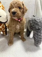 BELLA F1BB, a female Miniature Goldendoodle for sale in Due West, SC – Photo 3 of 6