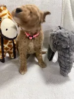 BELLA F1BB, a female Miniature Goldendoodle for sale in Due West, SC – Photo 5 of 6